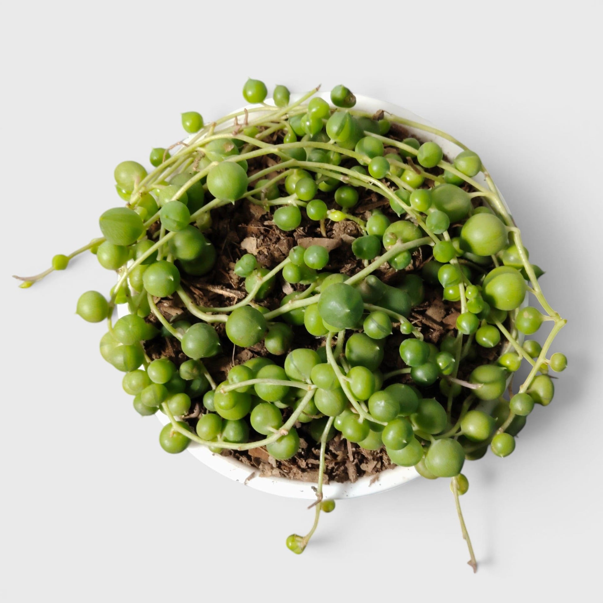 String of Pearls Non Variegated – Bushy Well Matured & Well Rooted Hanging Succulent Plant | Perfect for Home Decor | Bare Rooted