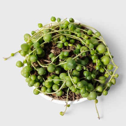 String of Pearls Non Variegated – Bushy Well Matured & Well Rooted Hanging Succulent Plant | Perfect for Home Decor | Bare Rooted