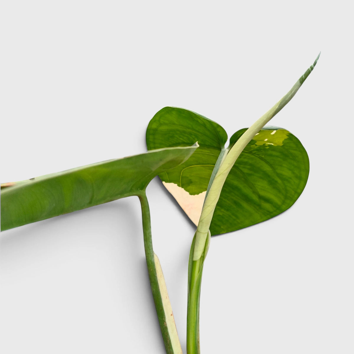 Syngonium Chiapense Variegated – Rare Aroid Foliage Indoor Plant (20-25 CM)
