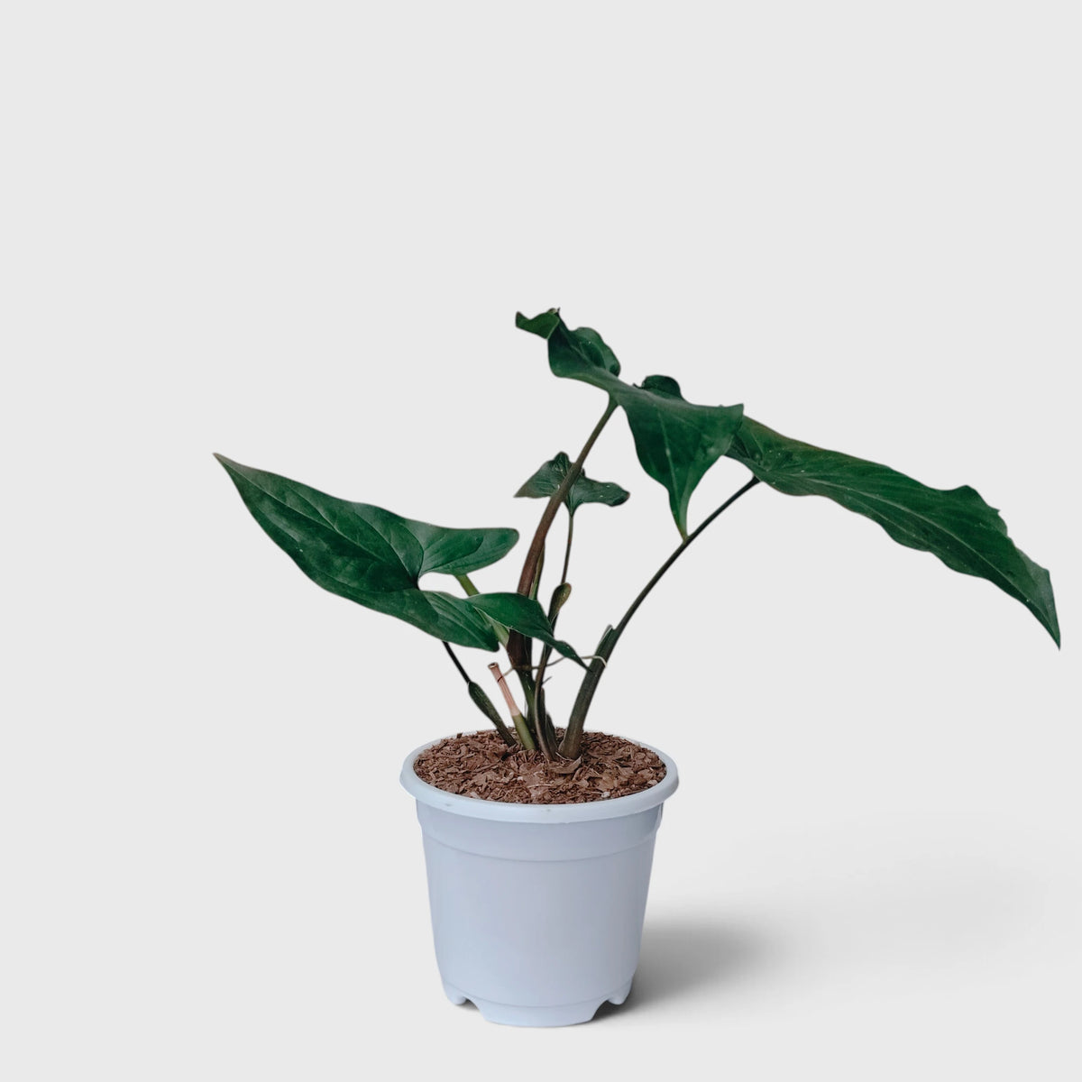 Syngonium Green Arrow – Arrowhead Foliage Indoor Plant