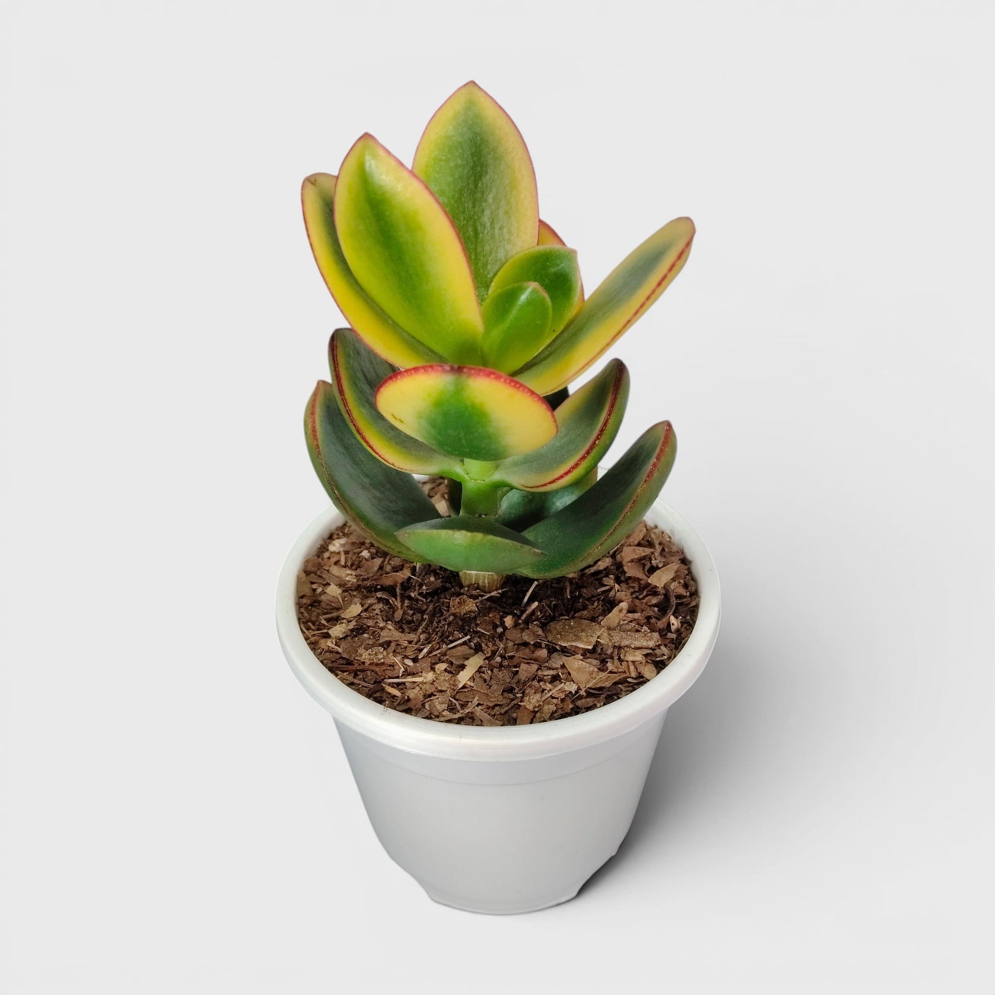 Crassula Ovata Maruba Variegated Tricolor – Rare Jade Succulent Indoor Plant | Good Luck Jade Plant for Home and Offices | Bare Rooted