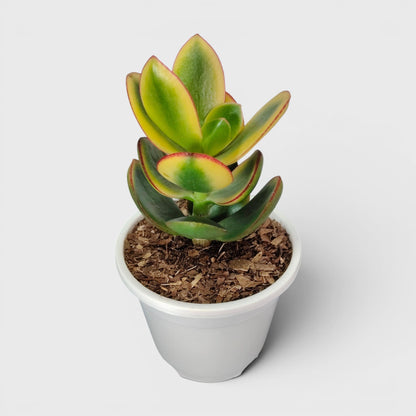 Crassula Ovata Maruba Variegated Tricolor – Rare Jade Succulent Indoor Plant | Good Luck Jade Plant for Home and Offices | Bare Rooted