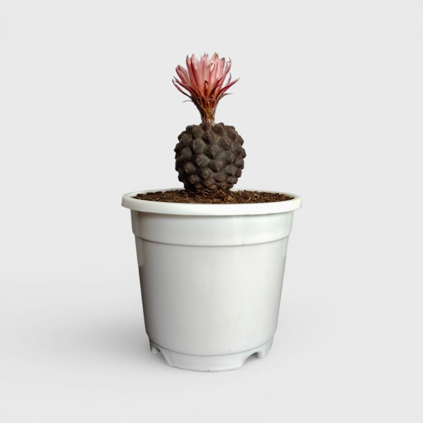 Copiapoa Cactus: Stunning Desert Beauty for Homes, Offices, and Gardens | Rare Cacuts | Bare Rooted