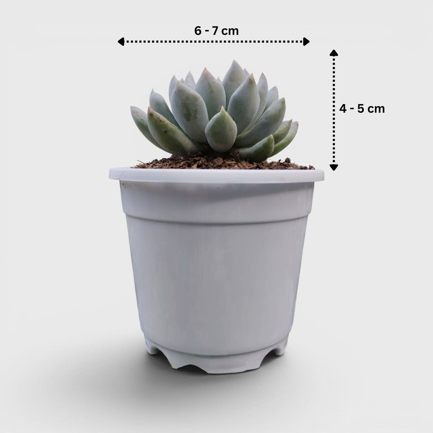 Pachyveria pachyphytoides “Moonstones” | Bare-Rooted – Beautiful Succulent for Home or Office