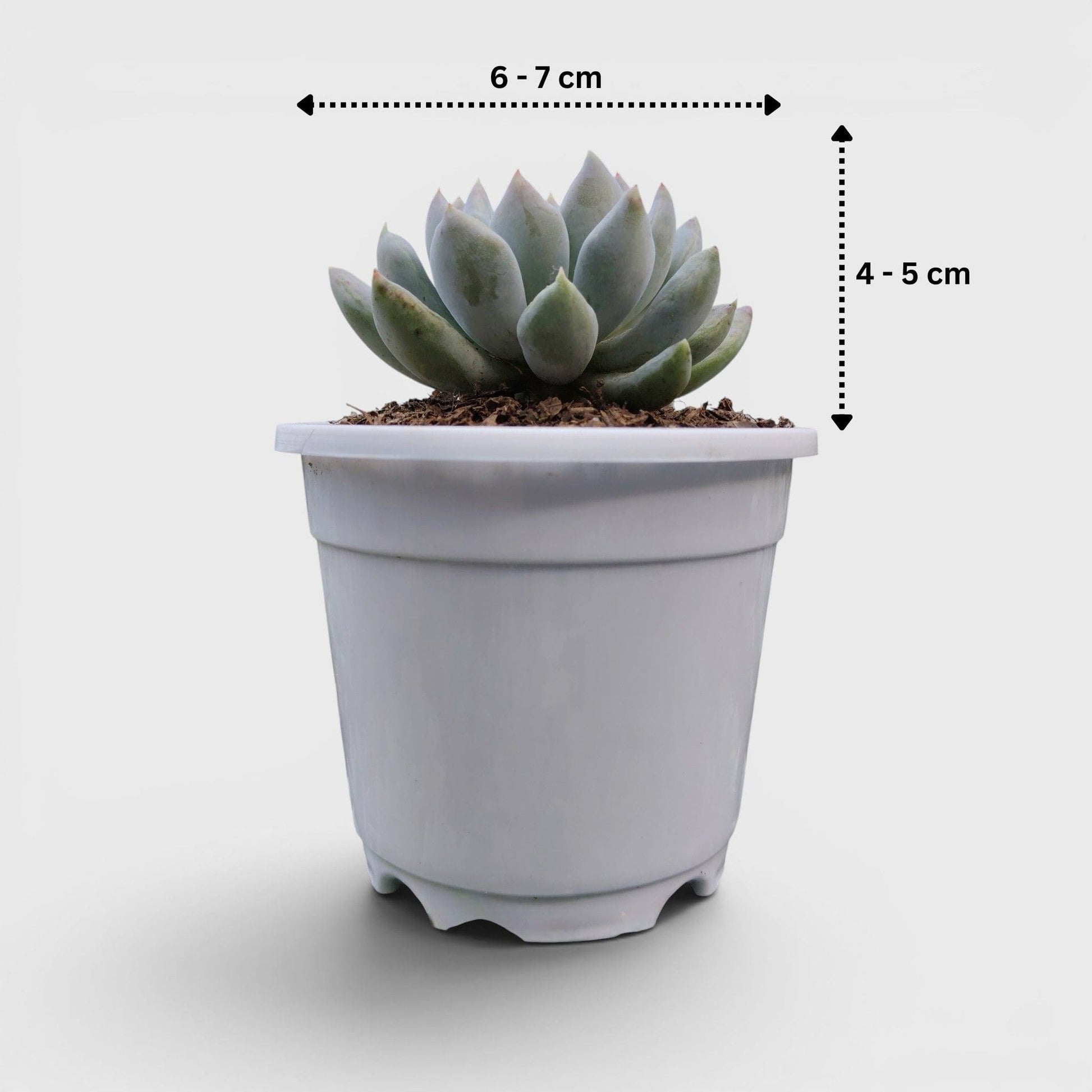 Pachyveria pachyphytoides “Moonstones” | Bare-Rooted – Beautiful Succulent for Home or Office
