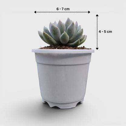 Pachyveria pachyphytoides “Moonstones” | Bare-Rooted – Beautiful Succulent for Home or Office