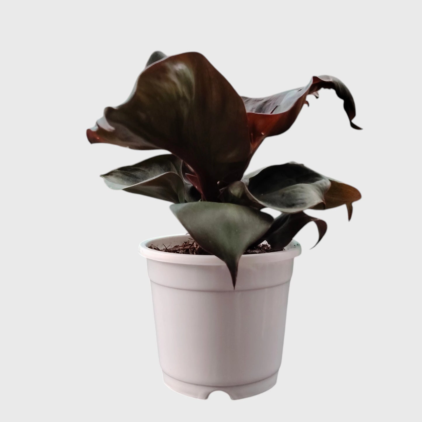 Philodendron Red Heart | Rare Well Rooted Mature Collector Plant