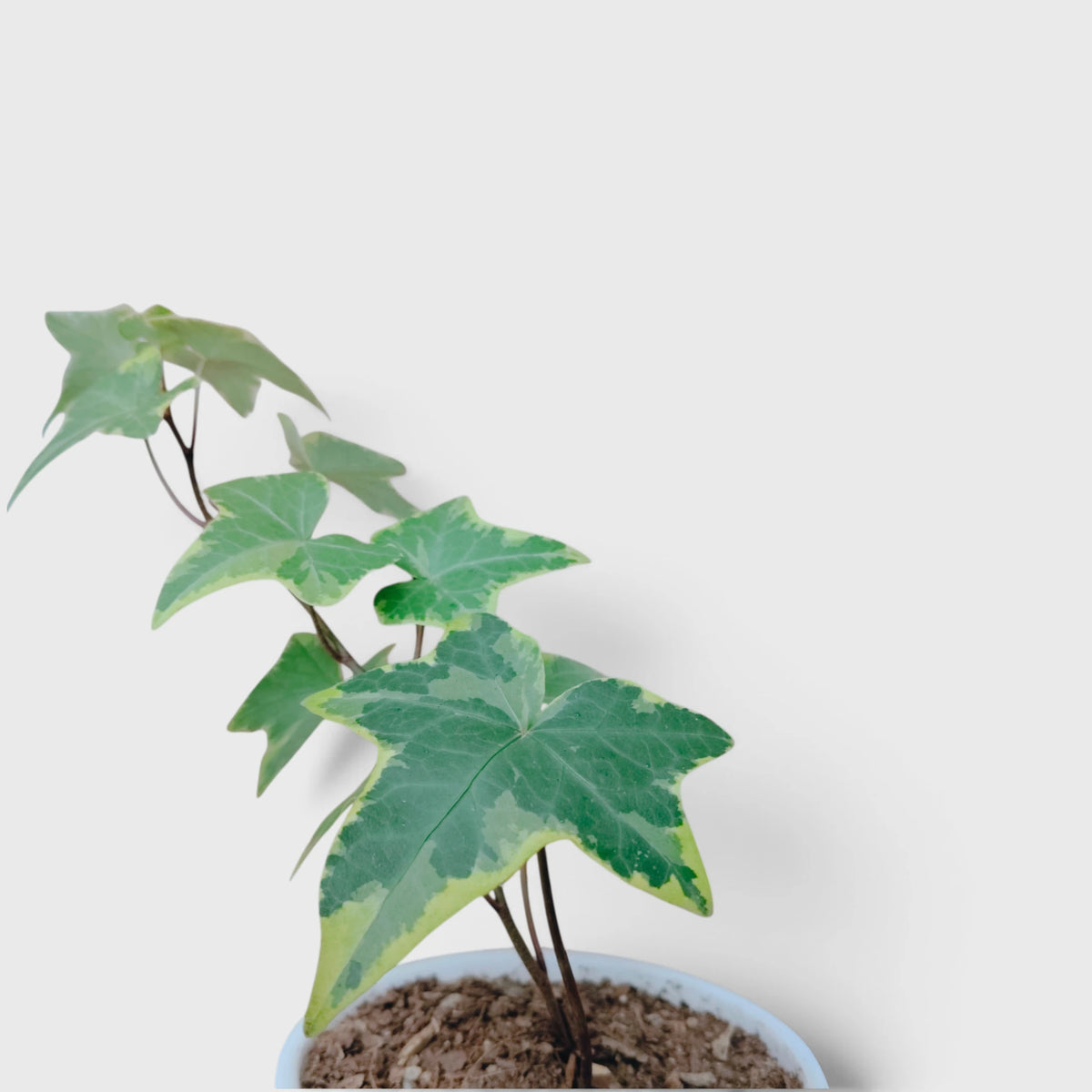 Variegated English Ivy (Hedera Helix) – Trailing Foliage Plant | Perfect for Home Decor & Balconies