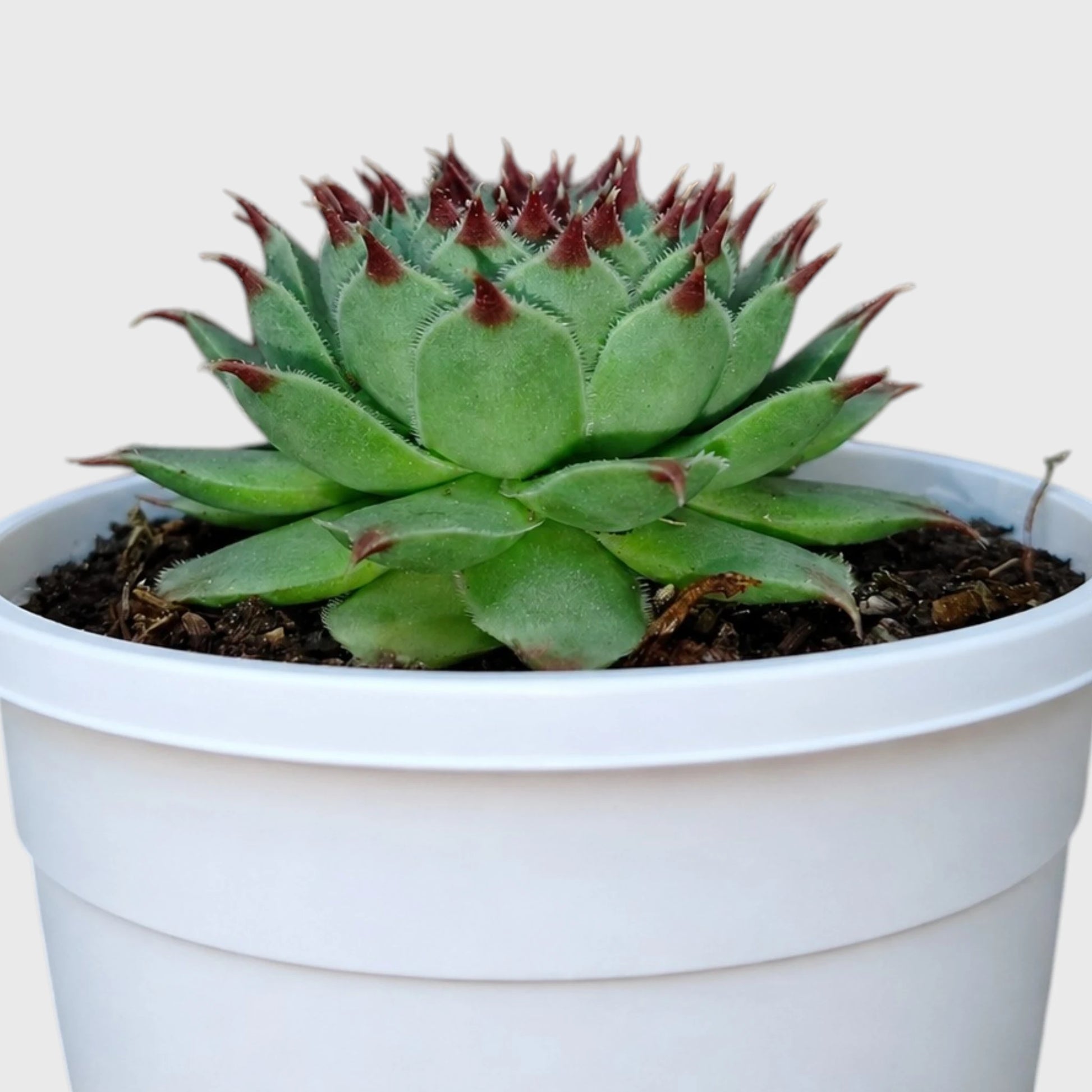 Laxmi Kamal Sempervivum Tectorum Red Tipped | Vastu Plant