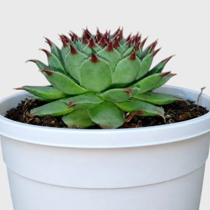 Laxmi Kamal Sempervivum Tectorum Red Tipped | Vastu Plant