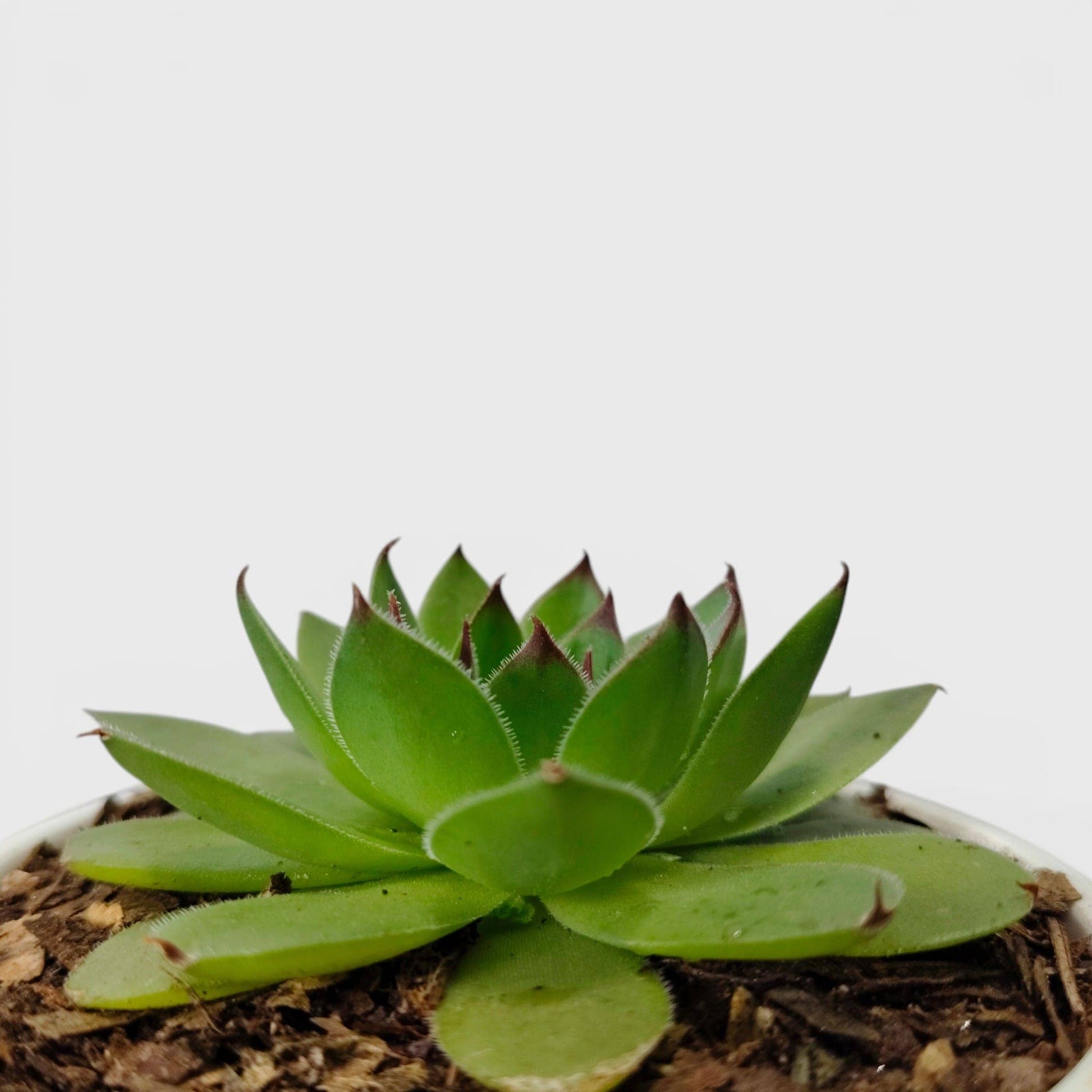 Laxmi Kamal Hen and Chicks Sempervivum Red Tipped – Vastu Succulent Indoor Plant | Perfect for Gifting | Bare Rooted
