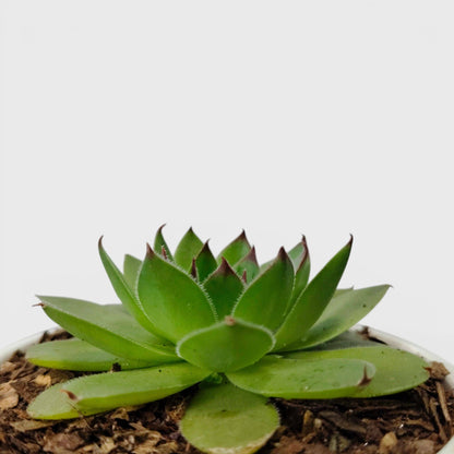 Laxmi Kamal Hen and Chicks Sempervivum Red Tipped – Vastu Succulent Indoor Plant | Perfect for Gifting | Bare Rooted