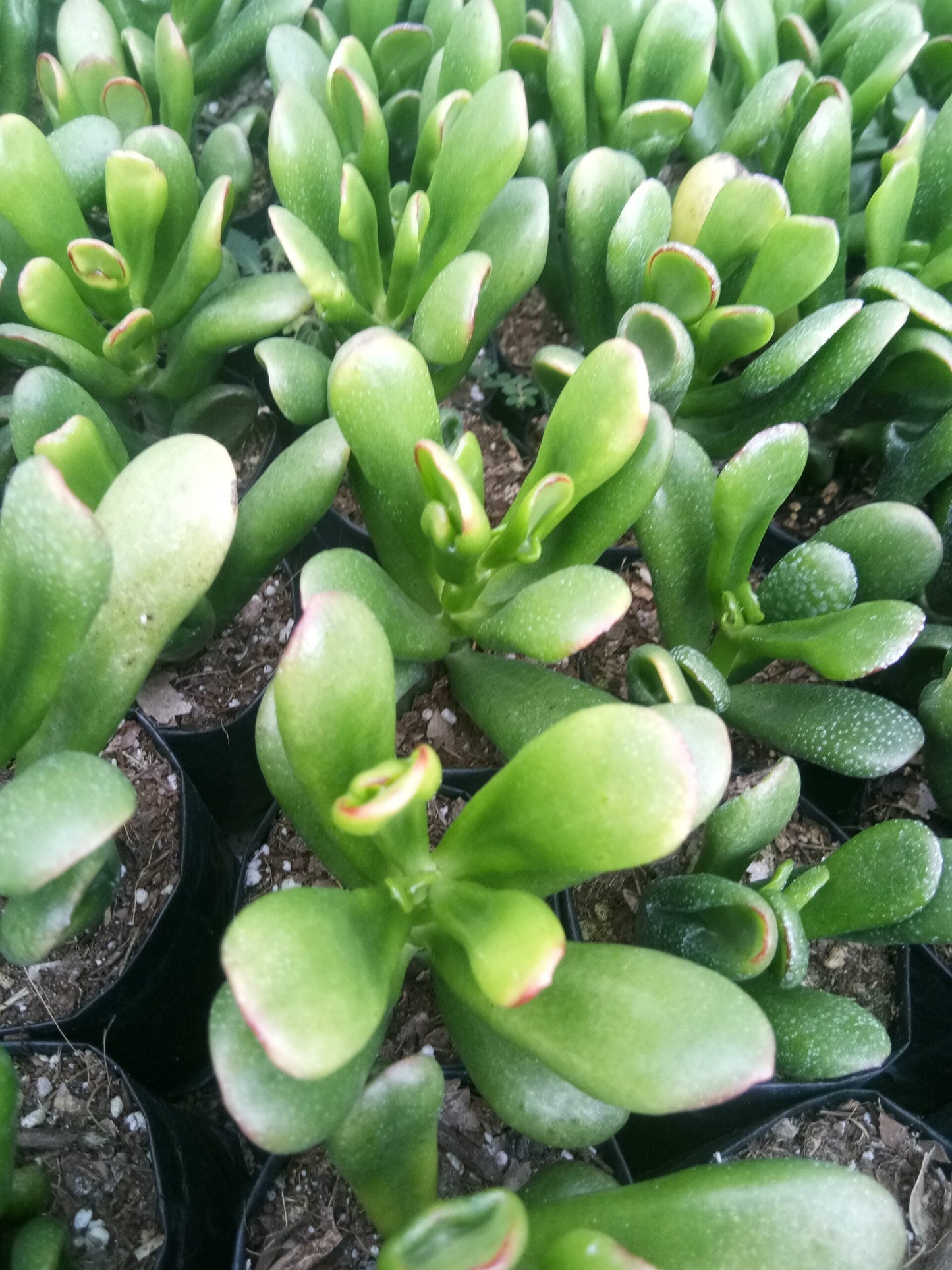 Hobbit Crassula (Crassula Ovata): Buy now at Frek! - My Store