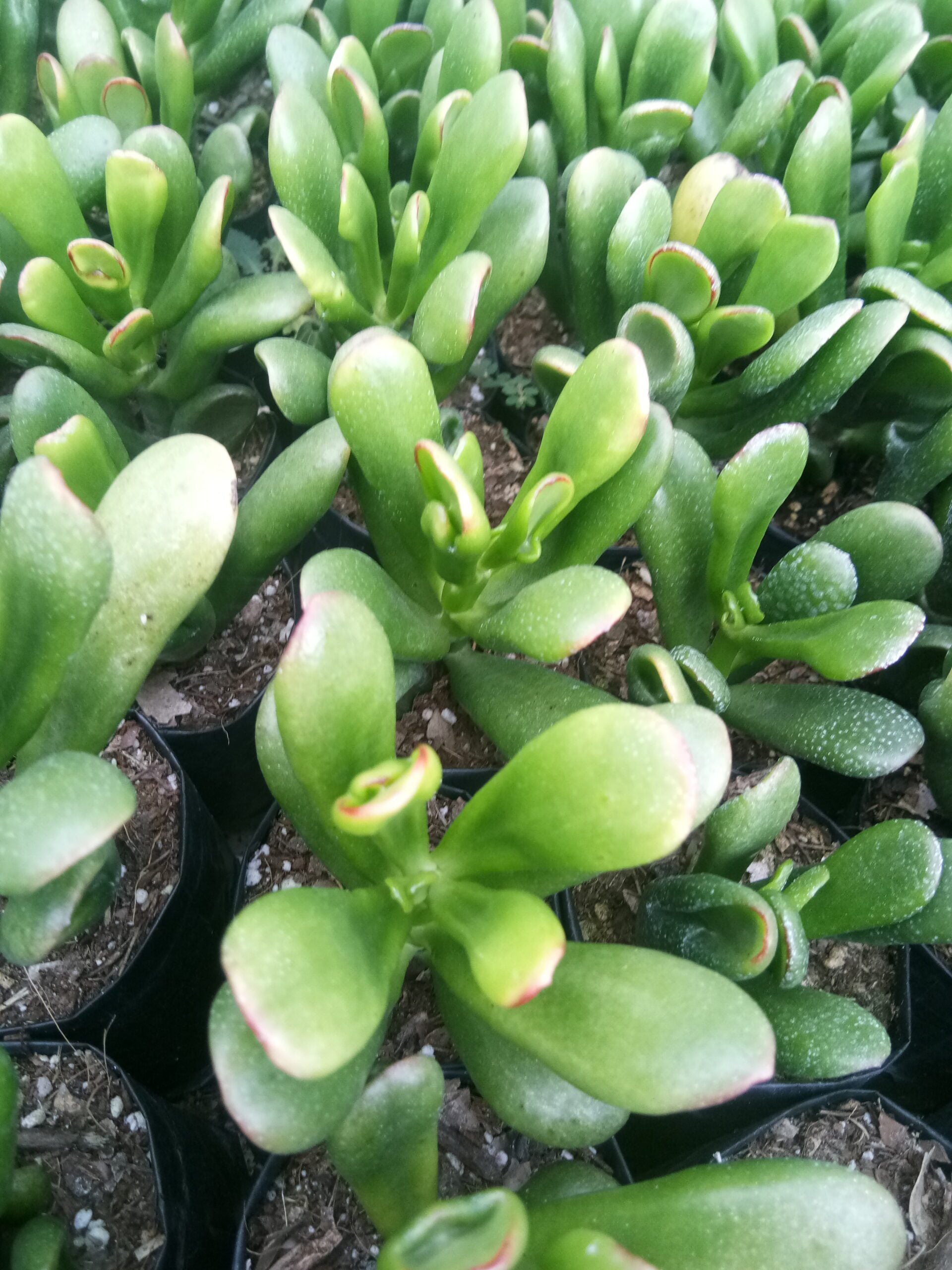 Hobbit Crassula (Crassula Ovata): Buy now at Frek! - My Store