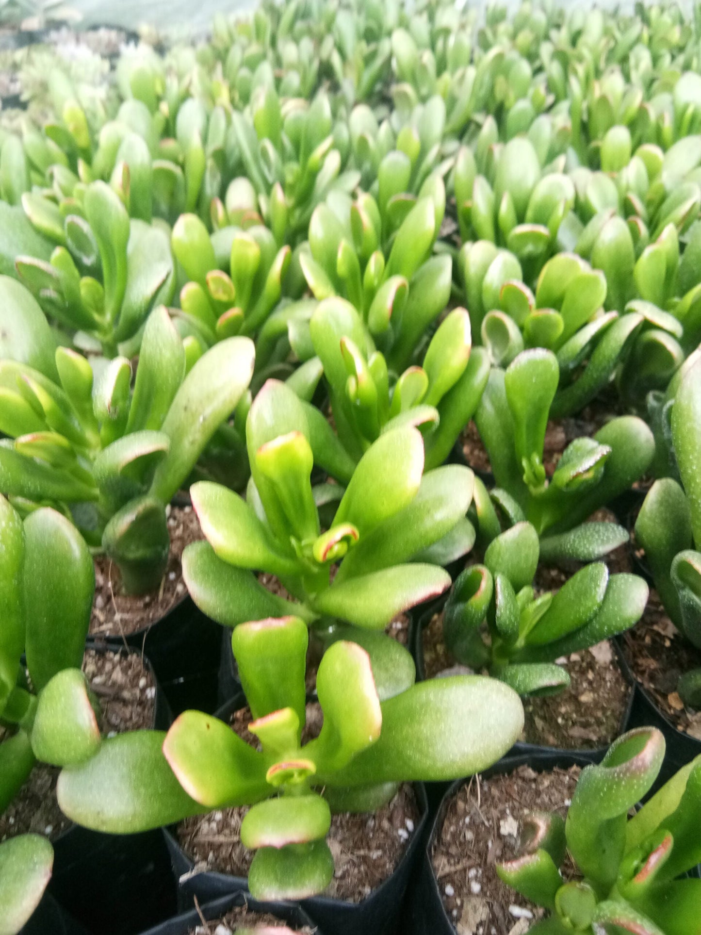 Hobbit Crassula (Crassula Ovata): Buy now at Frek! - My Store