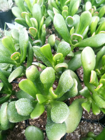 Hobbit Crassula (Crassula Ovata): Buy now at Frek! - My Store