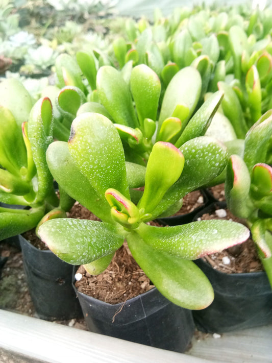 Hobbit Crassula (Crassula Ovata): Buy now at Frek! - My Store
