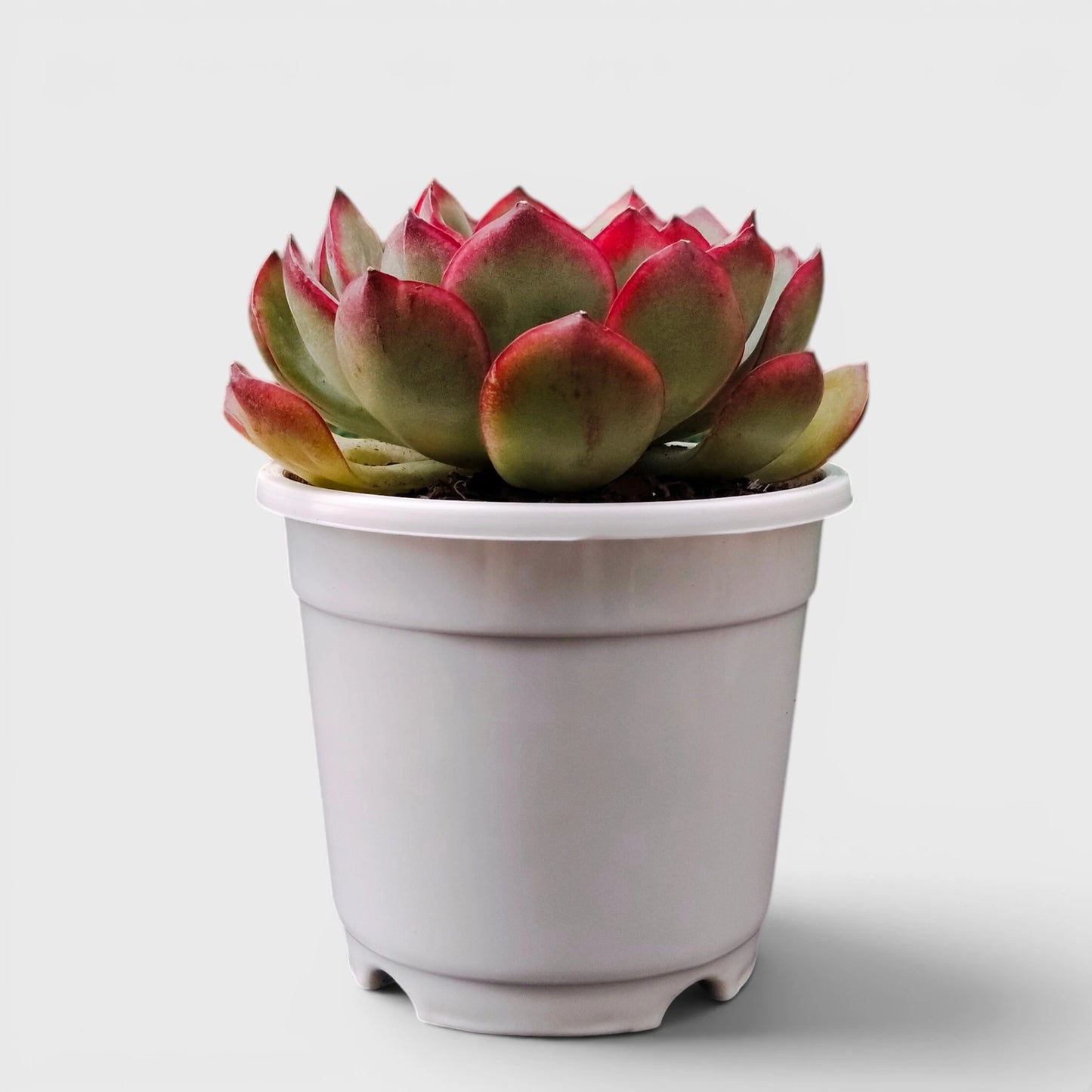 Echeveria Pulidonis – Red Edge Rosette Succulent | Premium Indoor & Balcony Plant