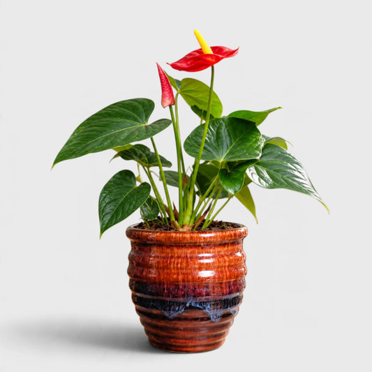 Brown Glazed Beehive Ceramic Planter with Drainage Hole ( 15x14 cm )