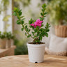 Azalea Hot Pink | Well Rooted Mature Flowering Plant