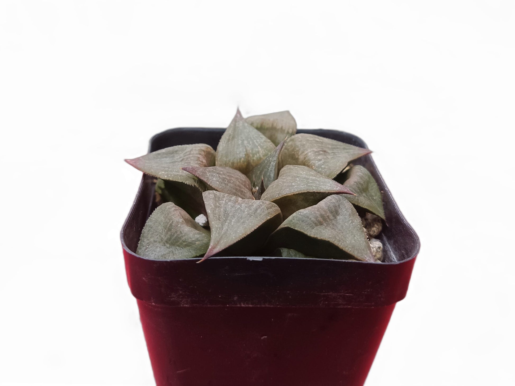 Howarthia Atrofusca Hybrid: A Fusion of Elegance and Resilience - My Store