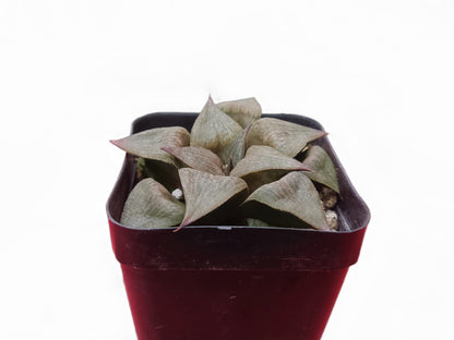 Howarthia Atrofusca Hybrid: A Fusion of Elegance and Resilience - My Store