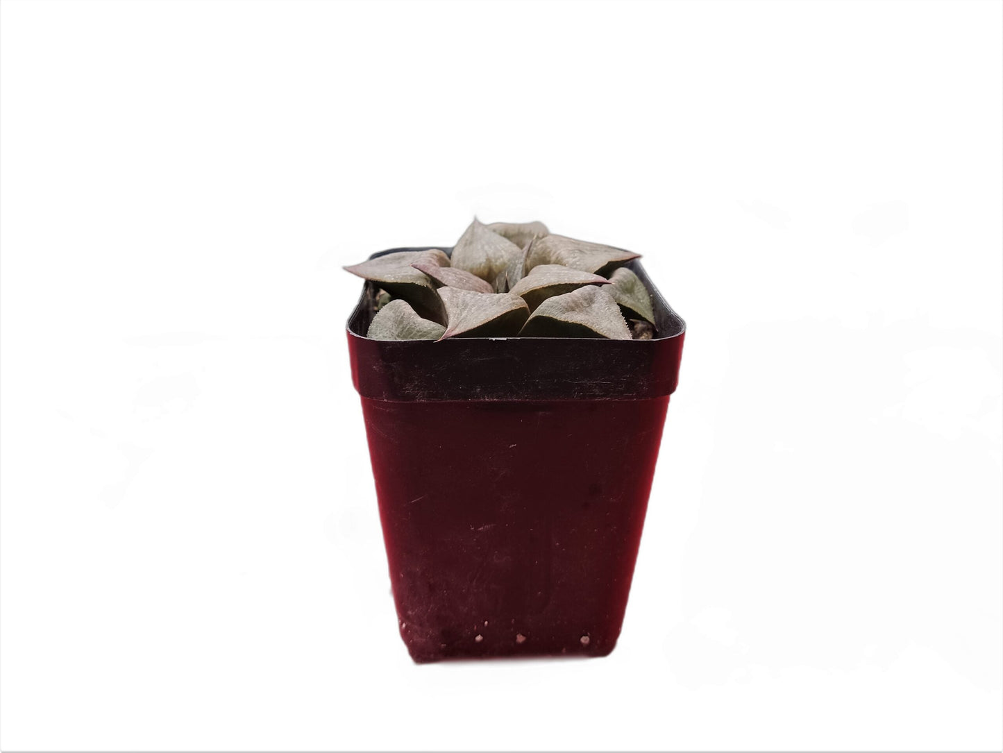 Howarthia Atrofusca Hybrid: A Fusion of Elegance and Resilience - My Store