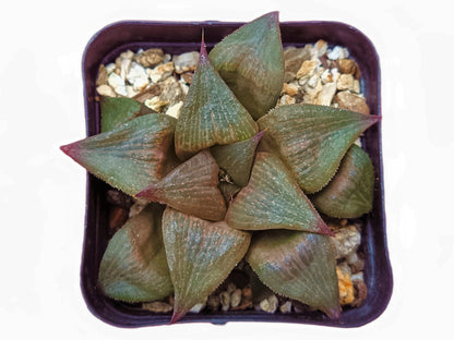 Howarthia Atrofusca Hybrid: A Fusion of Elegance and Resilience - My Store