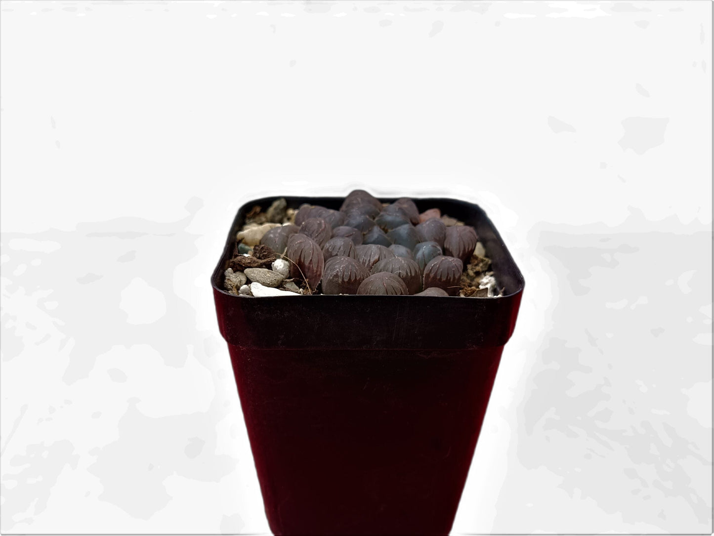 Howarthia Cooperi Hybrid: A Mesmerizing Succulent Delight - Frek - My Store