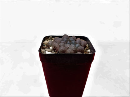 Howarthia Cooperi Hybrid: A Mesmerizing Succulent Delight - Frek - My Store