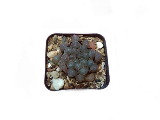 Howarthia Cooperi Hybrid: A Mesmerizing Succulent Delight - Frek - My Store
