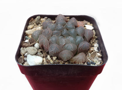 Howarthia Cooperi Hybrid: A Mesmerizing Succulent Delight - Frek - My Store