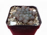 Howarthia Cooperi Bare-Rooted Hybrid: A Mesmerizing Succulent Delight- Frek