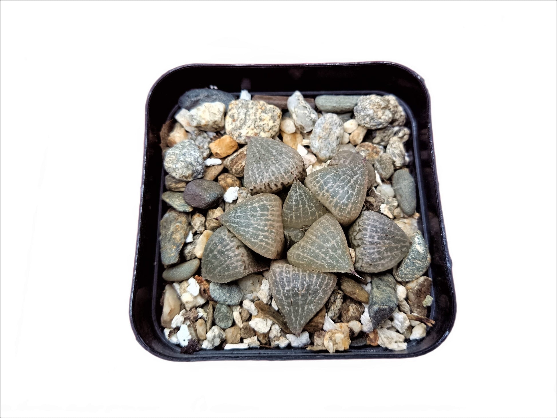 Howarthia Emelyae Hybrid:Enchanting Evergreen - Buy at Frek - My Store