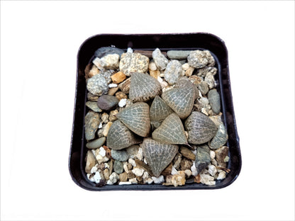 Howarthia Emelyae Hybrid:Enchanting Evergreen - Buy at Frek - My Store