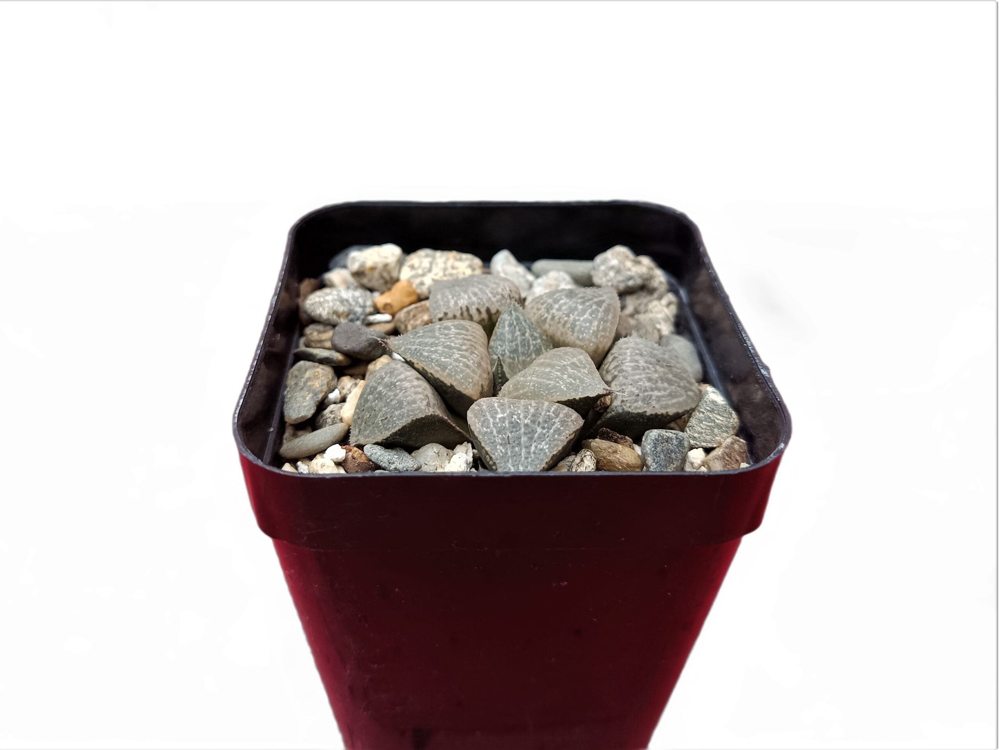 Howarthia Emelyae Hybrid:Enchanting Evergreen - Buy at Frek - My Store