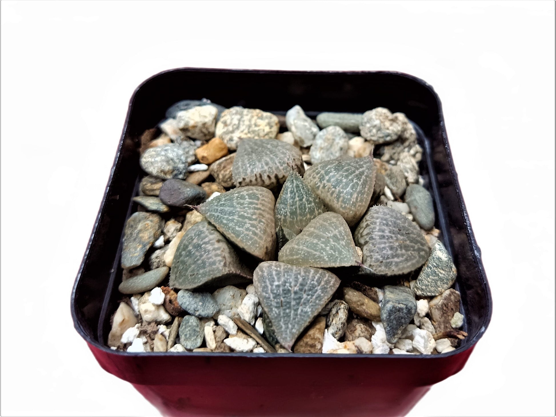 Howarthia Emelyae Hybrid:Enchanting Evergreen - Buy at Frek - My Store