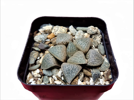 Howarthia Emelyae Hybrid:Enchanting Evergreen - Buy at Frek - My Store