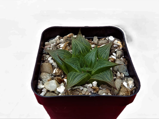 Howarthia Magnifica - Majestic Succulent for Your Green Oasis - My Store