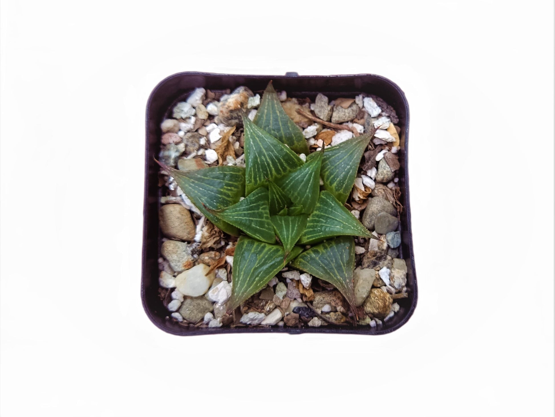 Howarthia Magnifica - Majestic Succulent for Your Green Oasis - My Store