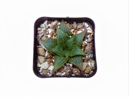 Howarthia Magnifica - Majestic Succulent for Your Green Oasis - My Store