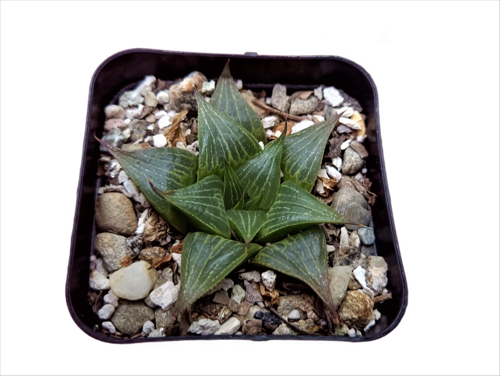 Howarthia Magnifica - Majestic Succulent for Your Green Oasis - My Store