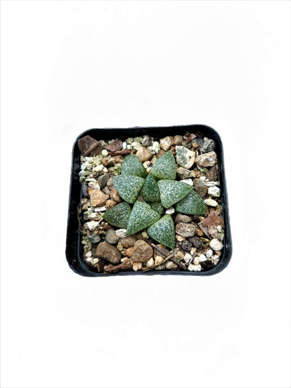 Howarthia Pygmaea: The Enchanting Miniature Succulent! Buy at Frek - My Store