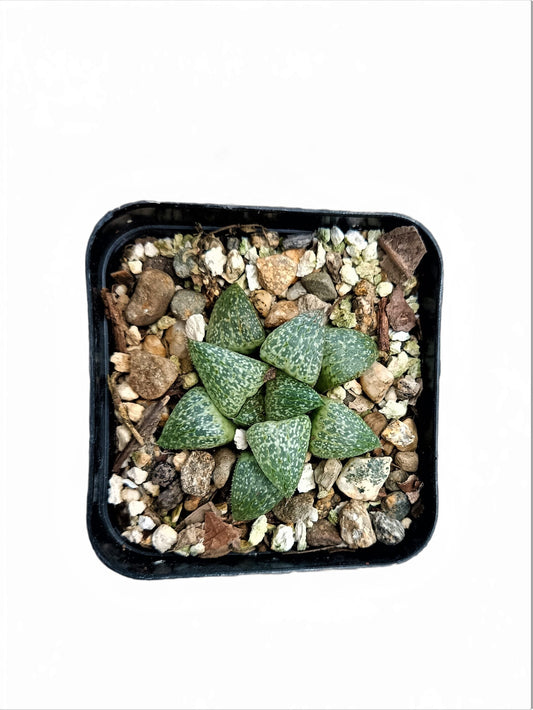 Howarthia Pygmaea: The Enchanting Miniature Succulent! Buy at Frek - My Store