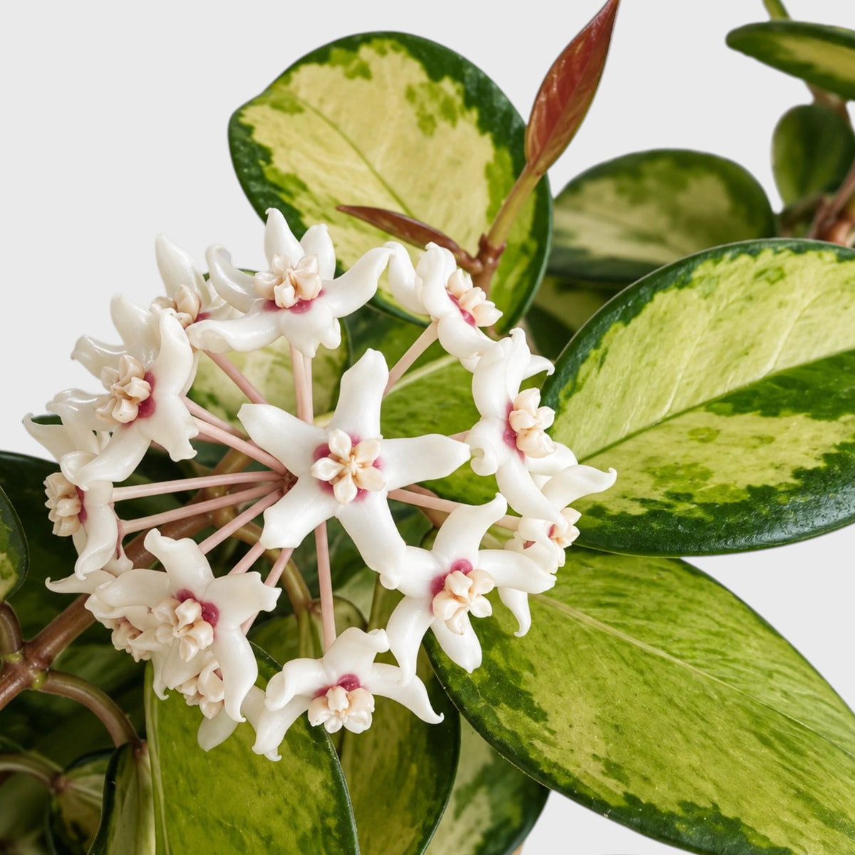 Hoya Australis Lisa Variegated – Colourful Trailing Indoor Plant