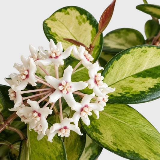 Hoya Australis Lisa Variegated – Colourful Trailing Indoor Plant
