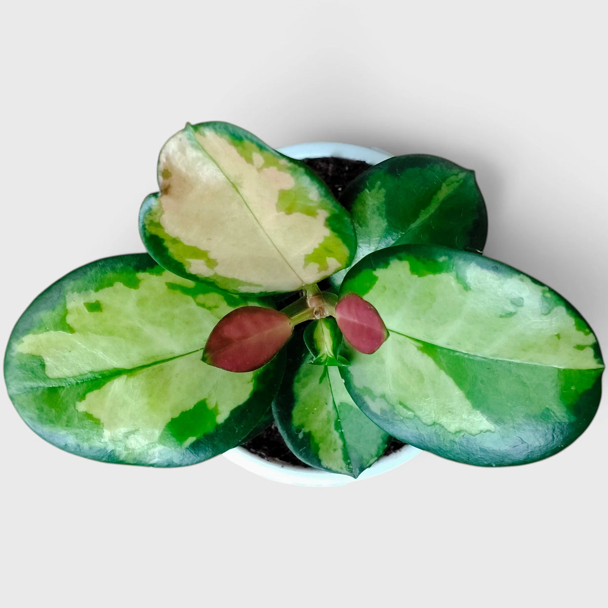 Hoya Australis Lisa Variegated – Colourful Trailing Indoor Plant