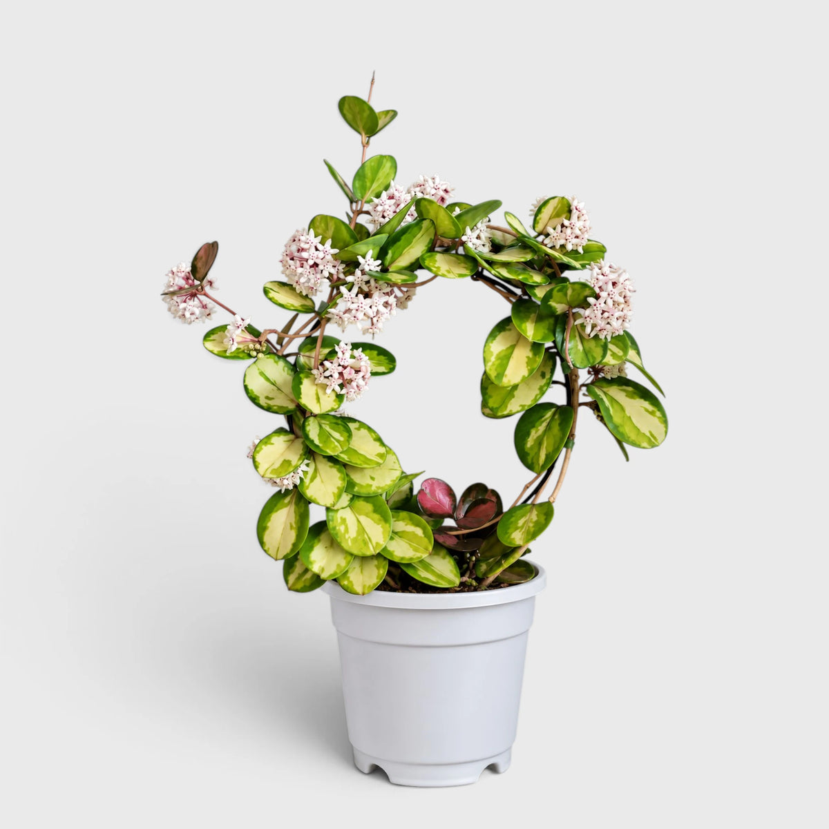 Hoya Australis Lisa Variegated – Colourful Trailing Indoor Plant