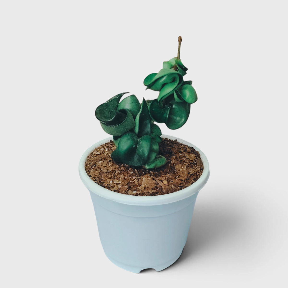 Hoya Hindu Rope – Hoya Carnosa Compacta Hanging Plant
