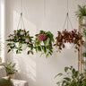 Hoya Combo Collection – 3 Different Varieties | Mature Well-Rooted Hoya Plants